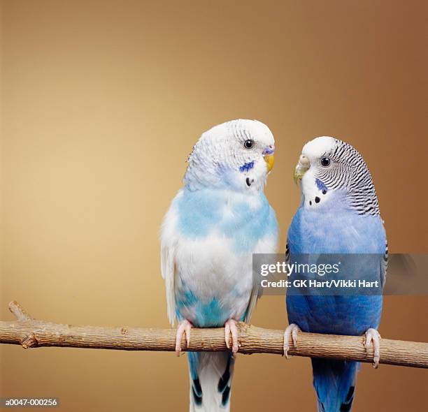 budgerigars - budgerigar stock pictures, royalty-free photos & images