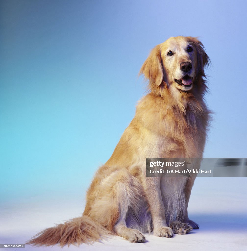 Golden Retriever