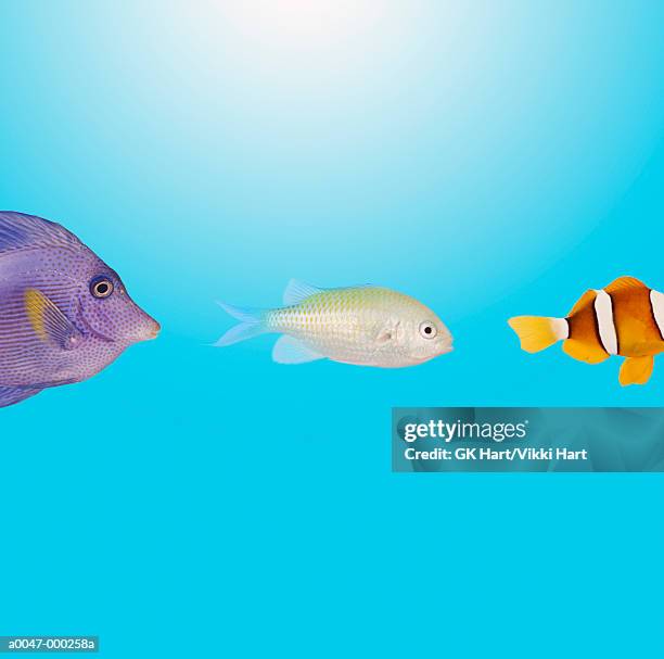 Fish Following Fish Following Fish Photos and Premium High Res Pictures - Getty Images