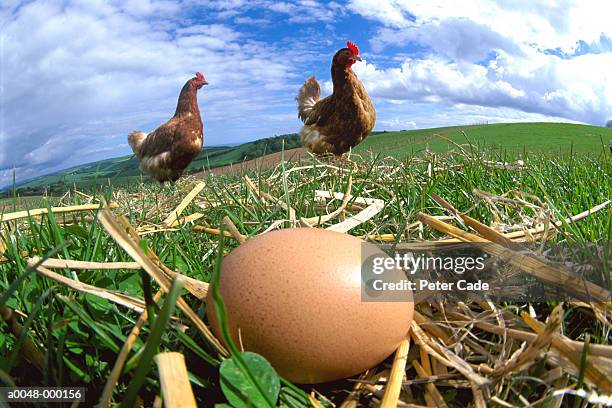 hens and eggs - eggs straw stock pictures, royalty-free photos & images