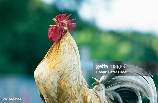 rooster - cockerel stock pictures, royalty-free photos & images