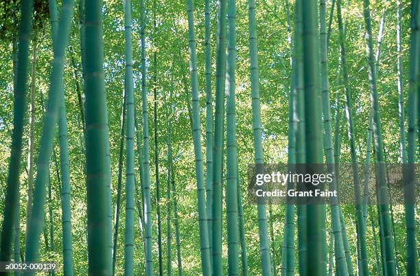 bamboo forest - bamboo forest stock-fotos und bilder