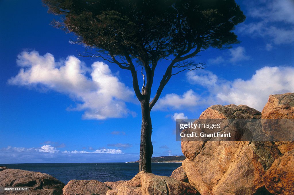 Tree by Ocean