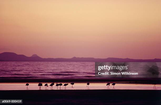 flamingos by lake turkana - turkanameer stockfoto's en -beelden