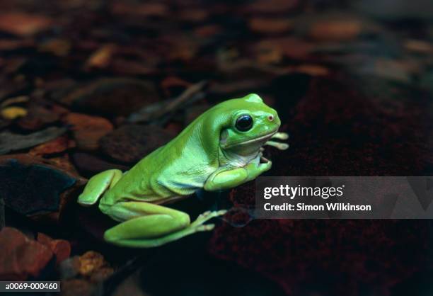 green treefrog - green tree frog stock pictures, royalty-free photos & images