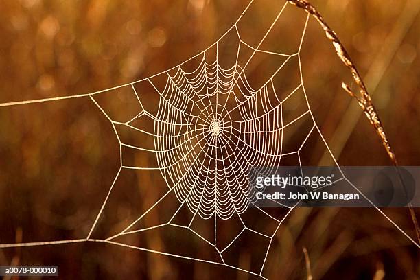 frost covering cobweb - spider web stock-fotos und bilder