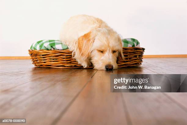 cocker spaniel in basket - spaniel stock pictures, royalty-free photos & images