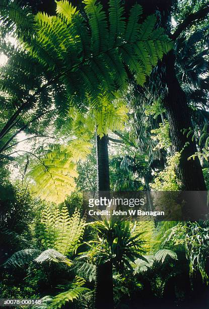 tropical botanic garden plants - rainforest garden ストックフォトと画像