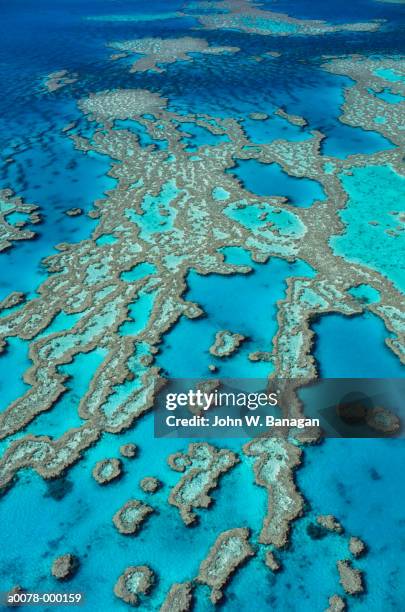 great barrier reef - barriera corallina foto e immagini stock