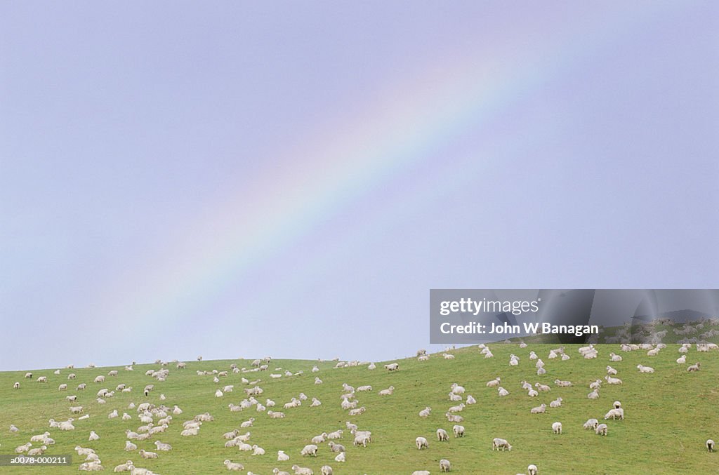 Sheep and Rainbow
