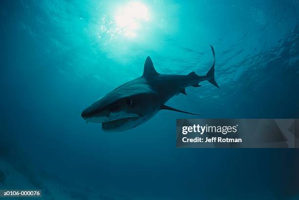 tiger shark - leopard shark stock pictures, royalty-free photos & images