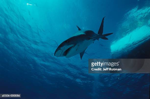 tiger shark - tiger shark stock pictures, royalty-free photos & images