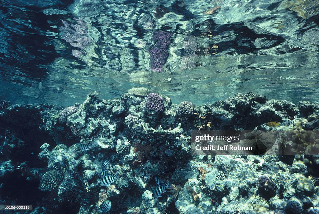 Fishes near Coral