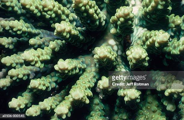 coral - ningaloo reef stock pictures, royalty-free photos & images