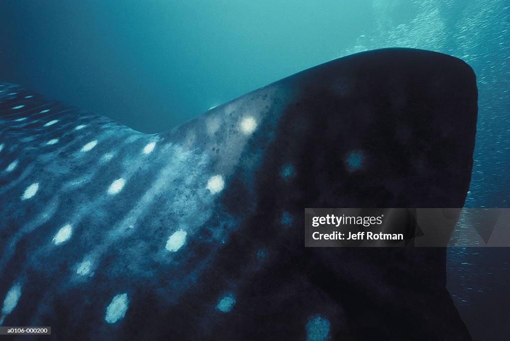 Dorsal Fin of Whale Shark