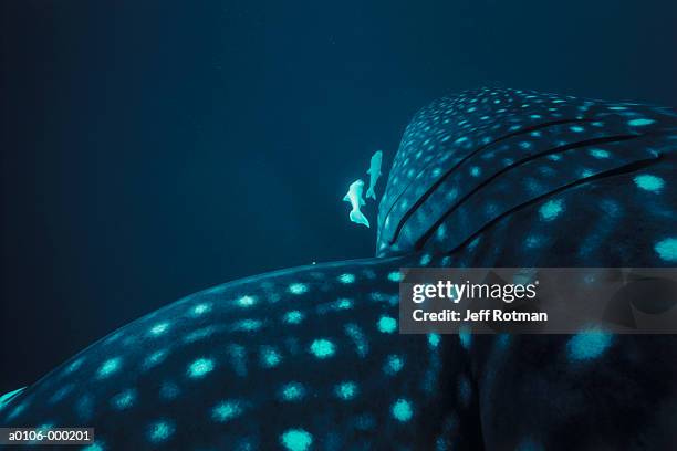 gills of whale shark - branchia foto e immagini stock