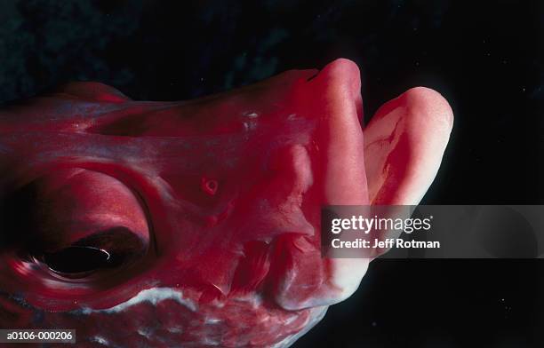 head of sabre squirrelfish - long jawed squirrel fish stockfoto's en -beelden