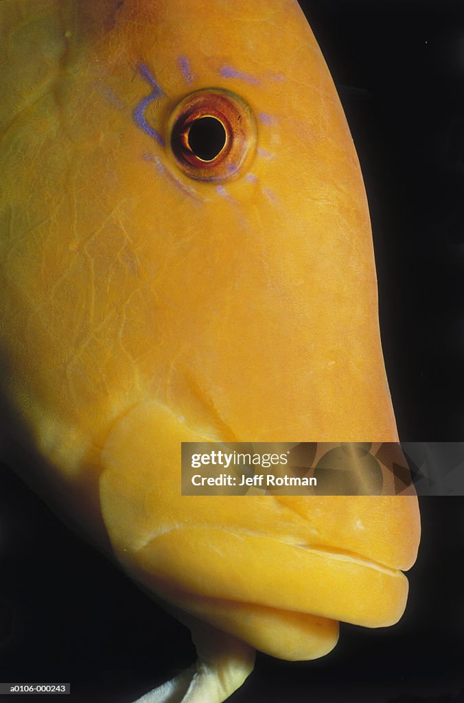 Slingjaw Wrasse