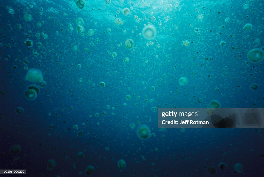 Sea Thimble Jellyfish
