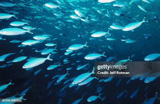 shoal of casio bluefish - bluefish stock pictures, royalty-free photos & images