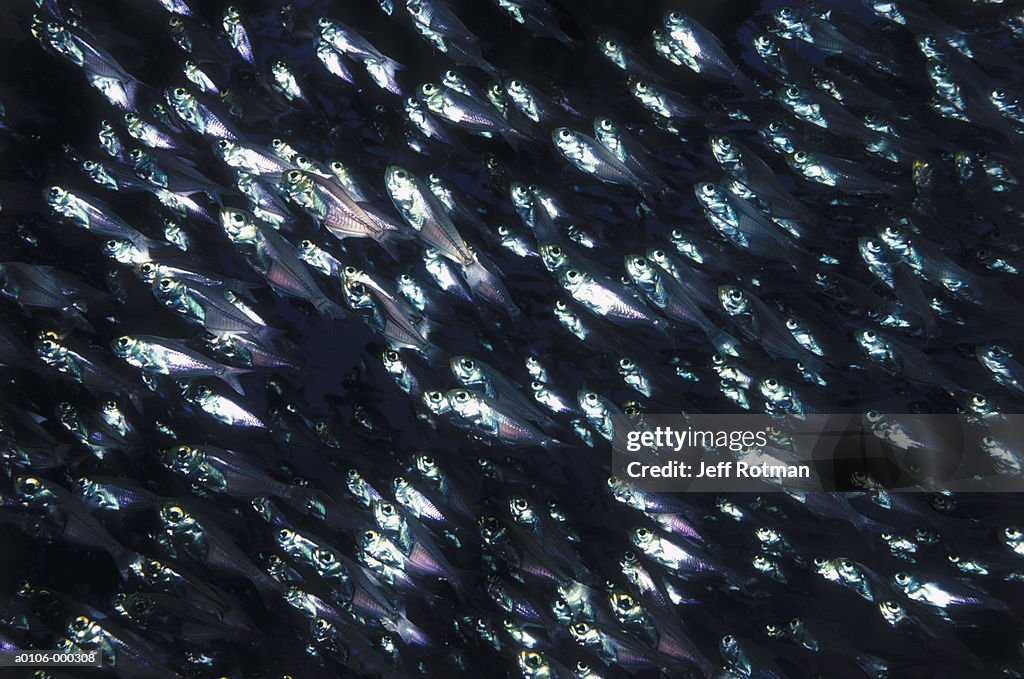 Shoal of Glassy Sweepers