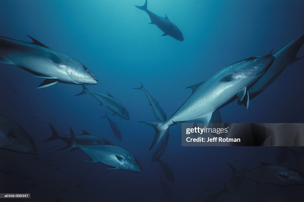 Shoal of Jacks