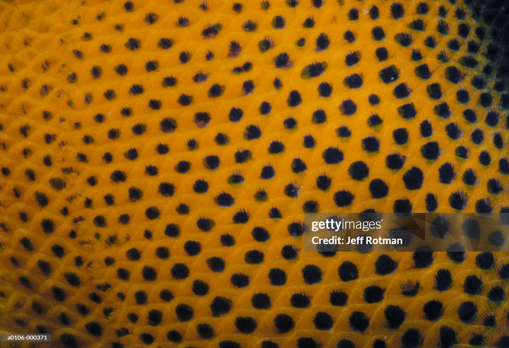 Spots of Queen Angelfish