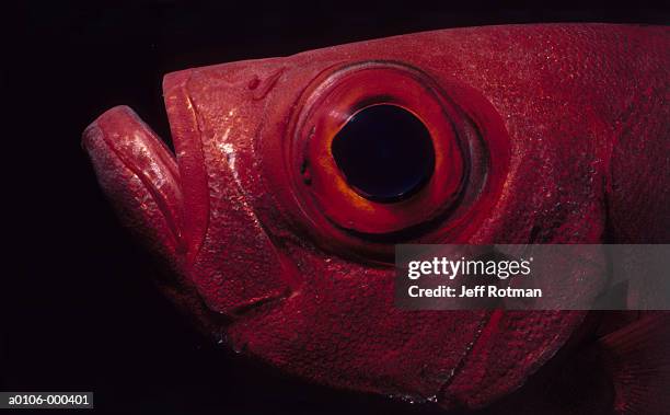 Eye Of Scad, Foto de stock