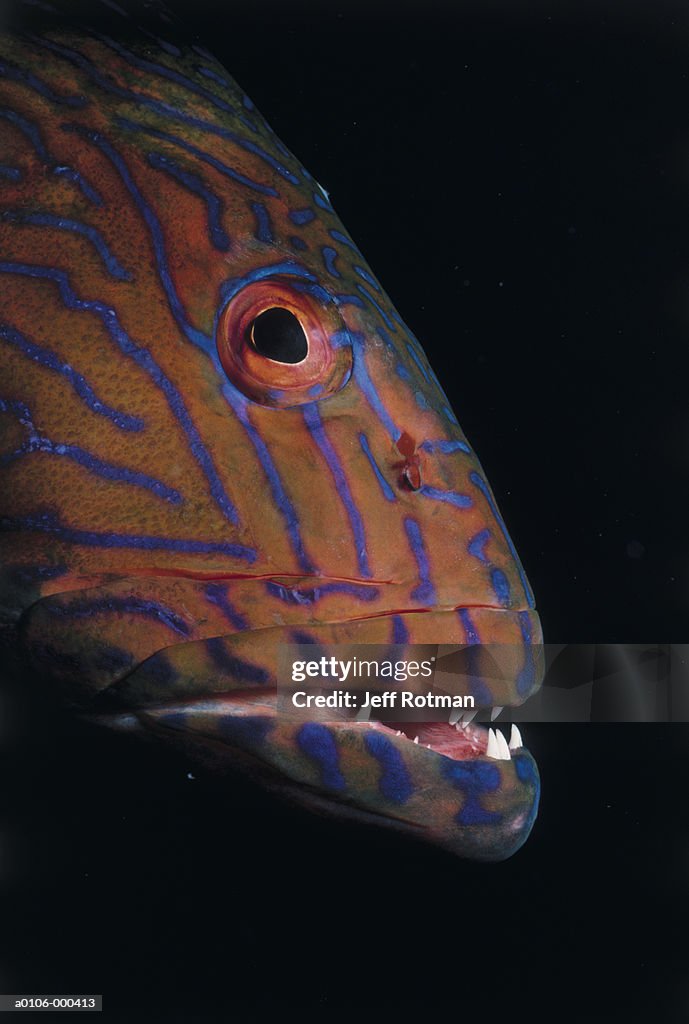 Head of Jewel Grouper