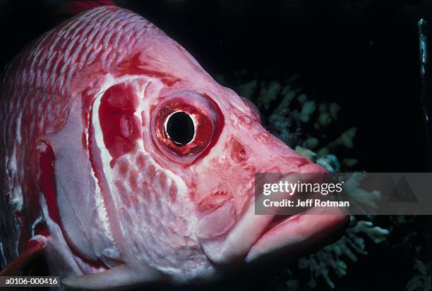 sabre squirrelfish - long jawed squirrel fish stockfoto's en -beelden
