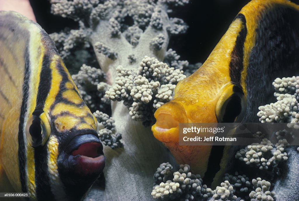 Two Butterflyfish