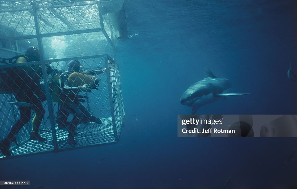 Divers in Cage near Shark