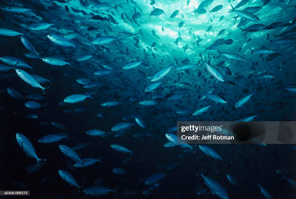 Shoal of Fusiliers