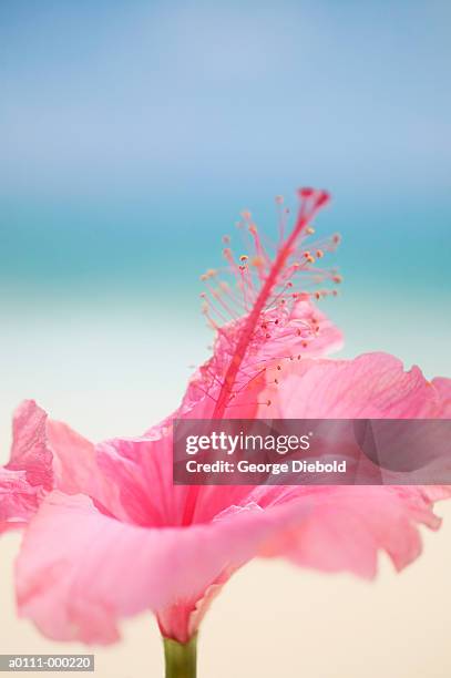 hibicus flower - hibicus stockfoto's en -beelden