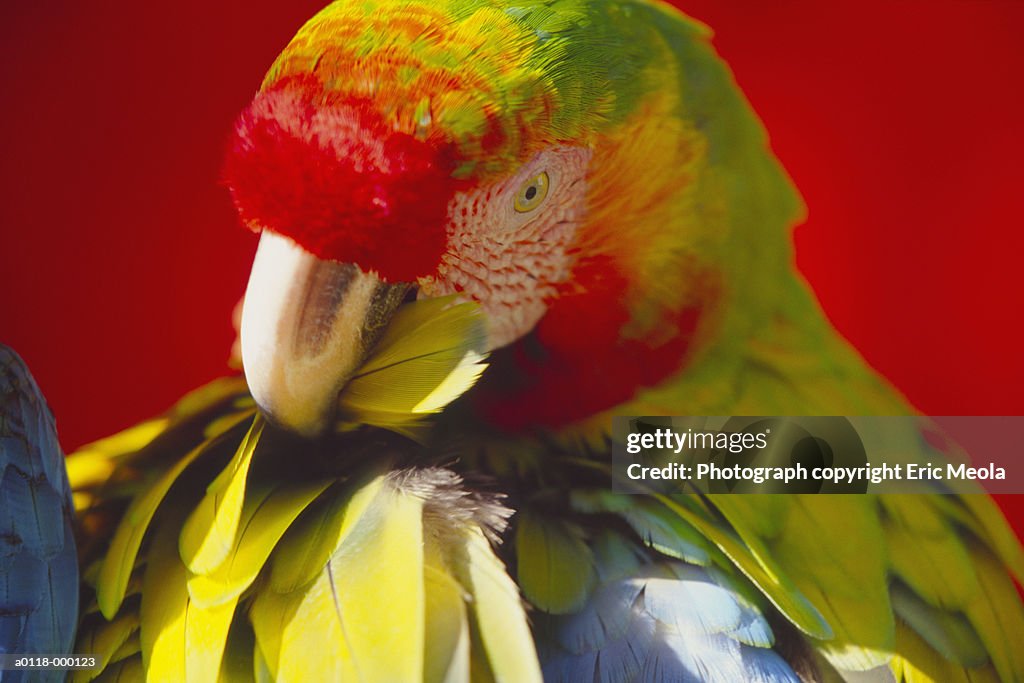 Head of Parrot