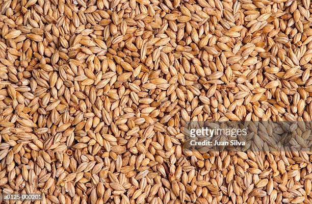 barley grains - barley stockfoto's en -beelden