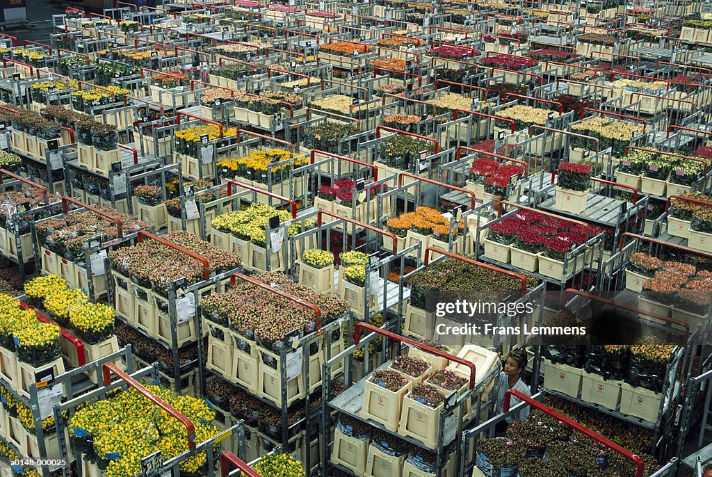 Crates of Flowers at Auction