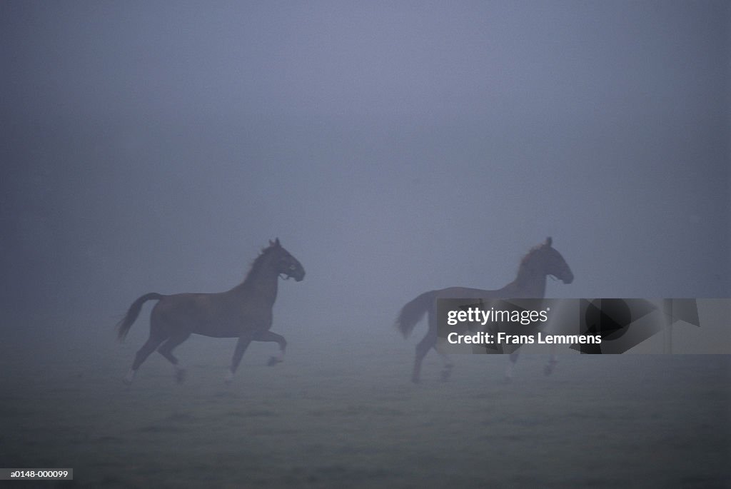 Horses Trotting in Misty Field