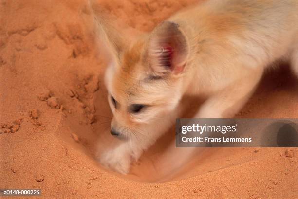 fennec fox - fennec 個照片及圖片檔