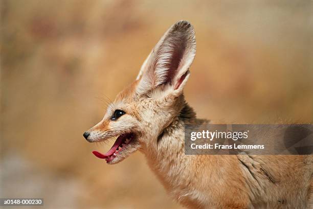 fennec fox - fennec fox stock pictures, royalty-free photos & images