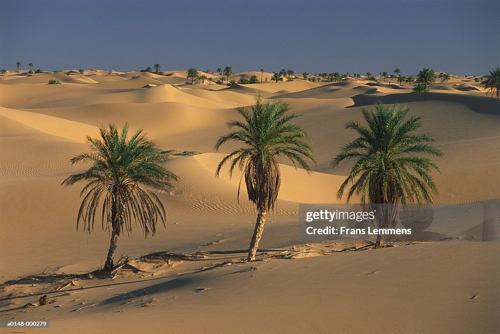 Palms in Desert