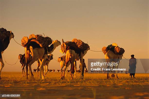 man leading camels - 隊商 ストックフォトと画像