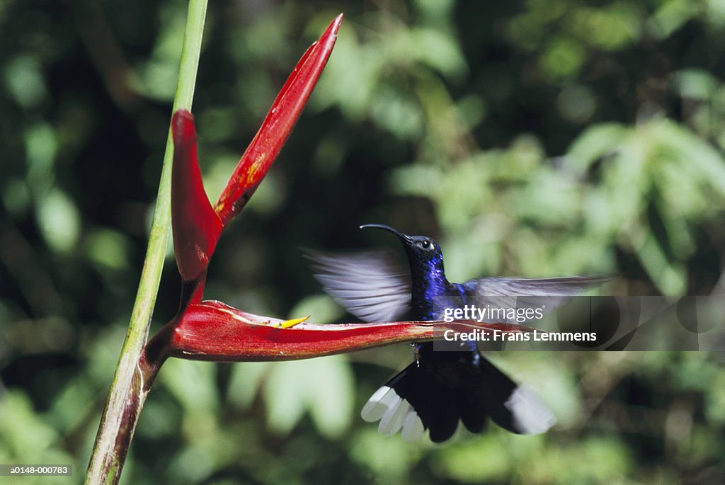 Hummingbird