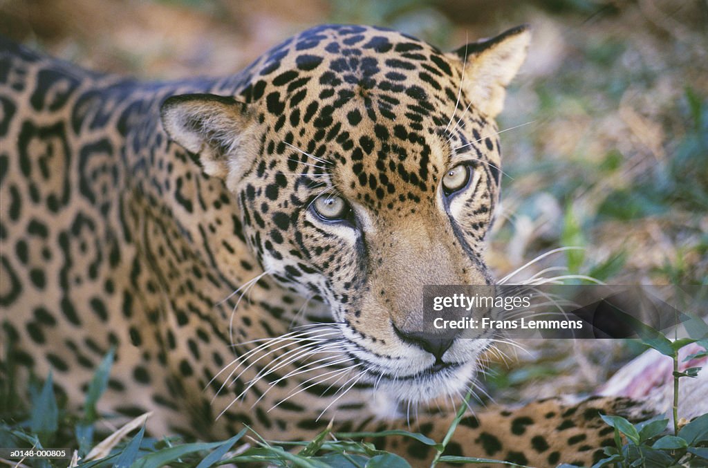 Jaguar