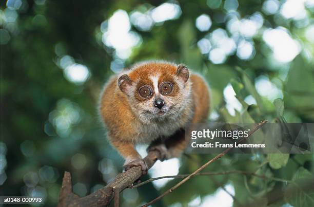 465 Slow Loris Photos and Premium High Res Pictures - Getty Images