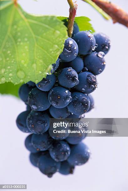grapes on vine - grapes on vine stockfoto's en -beelden