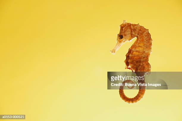 seahorse - zeepaardje stockfoto's en -beelden