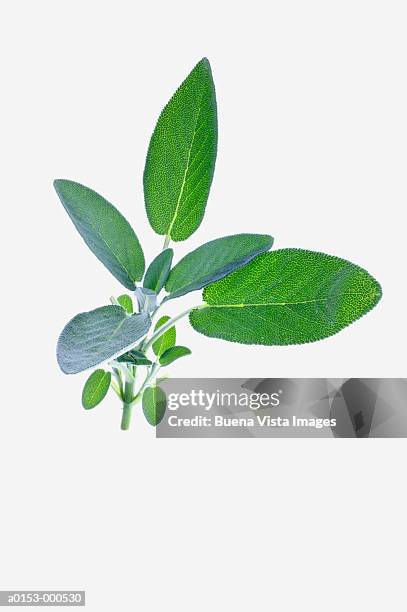 sage - sage stock pictures, royalty-free photos & images