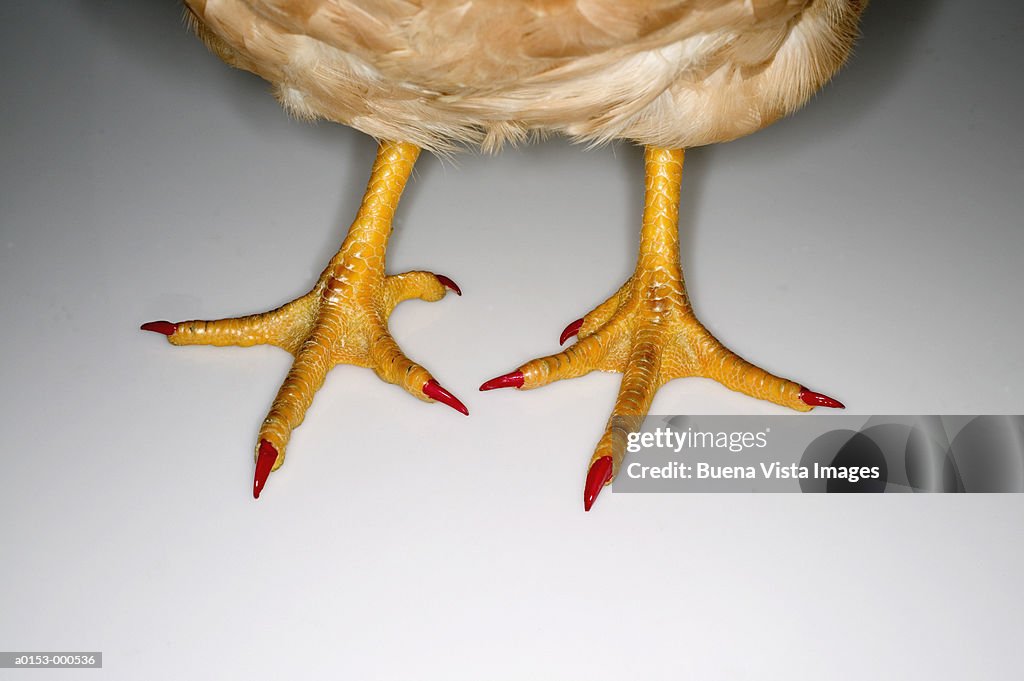 Курица между ног. Перепонки у птиц. Лапки птиц. Ноги птиц.