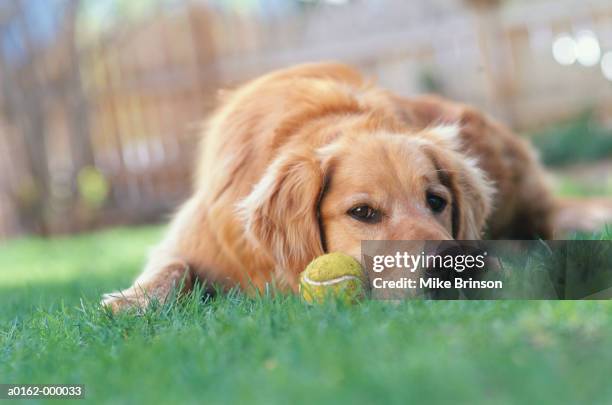 golden retriever with ball - golden retriever stock-fotos und bilder